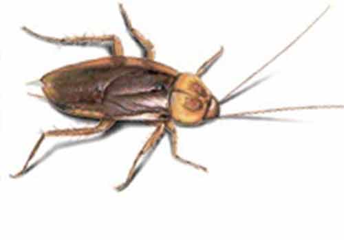 Terminix-Trinidad-Cockroach