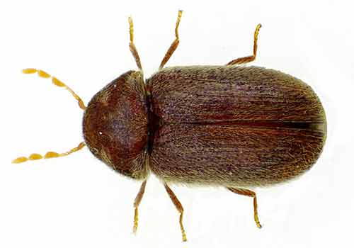 carpet-beetles1