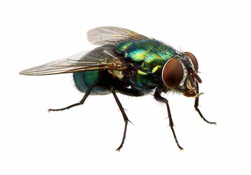 flies (1)