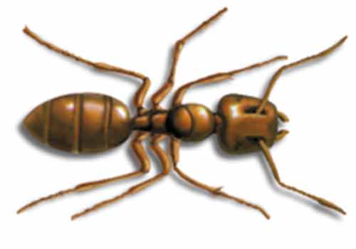 terminix-trinidad-ants-1