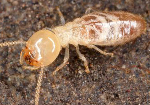 termite