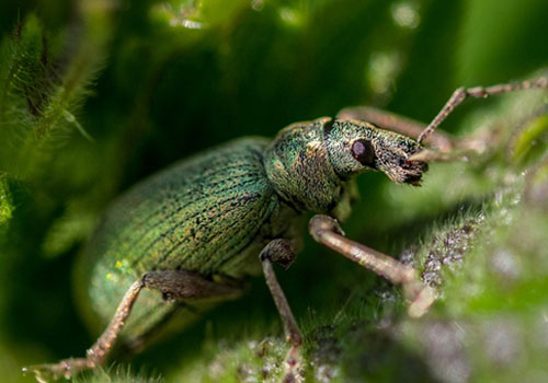 weevils